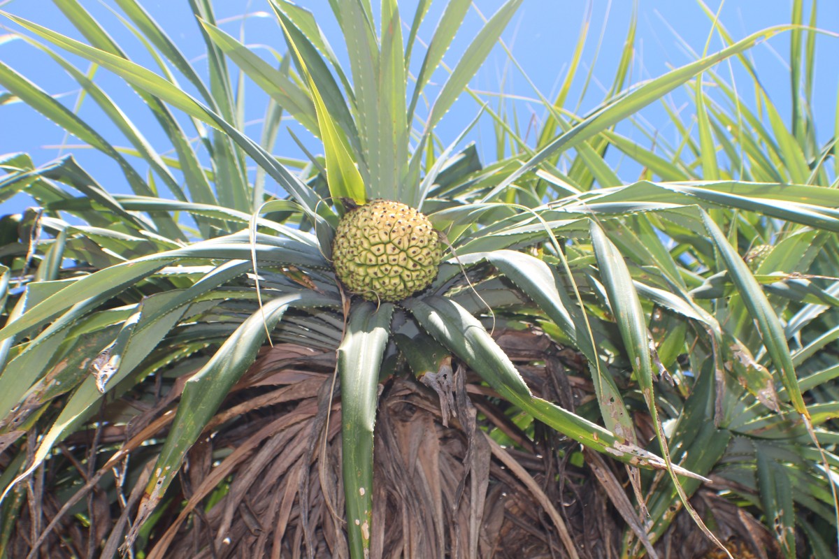 Pandanus odorifer (Forssk.) Kuntze